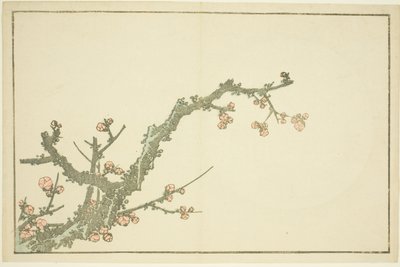 Albero di prugne in fiore, dal Libro delle pitture realistiche di Hokusai da Katsushika Hokusai