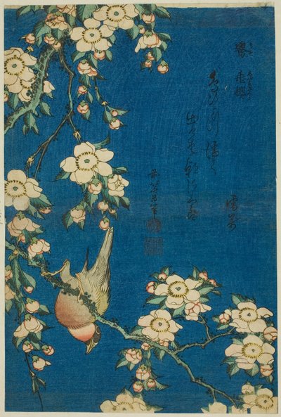 Ciuffolotto e ciliegio piangente (Uso, shidarezakura), da una serie senza titolo di fiori e uccelli da Katsushika Hokusai