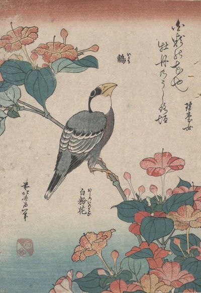 Grosbeak su Mirabilis, da una serie senza titolo chiamata Piccoli Fiori da Katsushika Hokusai