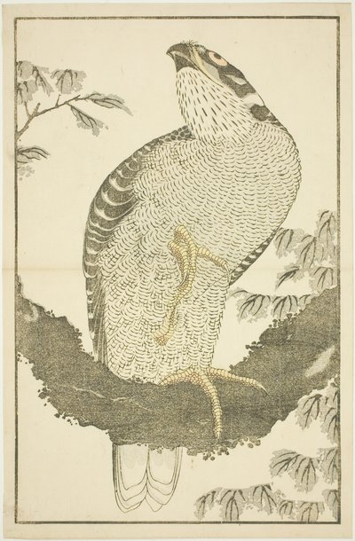 Falco, dal Libro delle pitture realistiche di Hokusai (Hokusai shashin gafu) da Katsushika Hokusai