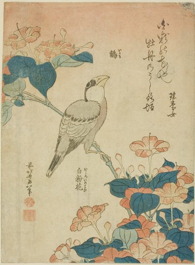 Grosbeak Giapponese e Meraviglia del Perù (Ikaru, oshiroi no hana), da una serie senza titolo di fiori e uccelli da Katsushika Hokusai