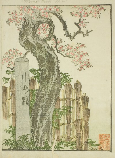 Albero di ciliegio Komachi (Komachi zakura), dal libro illustrato "Libro Illustrato dei Divertimenti dell