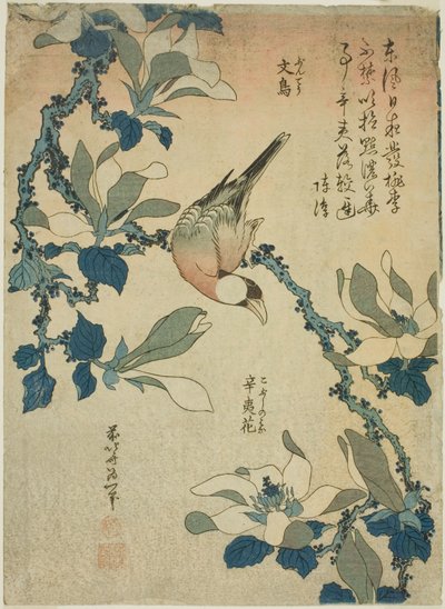 Uccello Paddy e fiori di magnolia, da una serie senza titolo di fiori e uccelli da Katsushika Hokusai