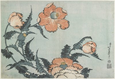 Papaveri, c. 1832 da Katsushika Hokusai