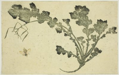 Vespa e gambo di rapa, da "Il libro illustrato dei dipinti realistici di Hokusai (Hokusai shashin gafu)" da Katsushika Hokusai