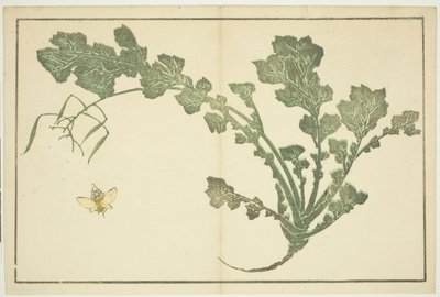 Vespa e gambo di rapa, da "Il libro illustrato di pitture realistiche di Hokusai (Hokusai shashin gafu)" da Katsushika Hokusai