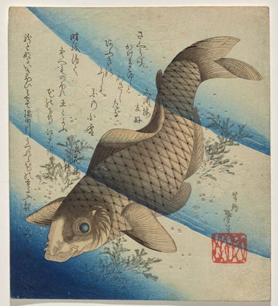 Carpe che nuotano tra le alghe da Katsushika Taito II