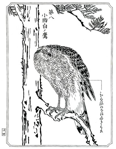 Un falco, 1898 da Kawanabe Kyosai
