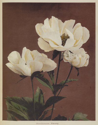 Peonia resistente da Kazumasa Ogawa