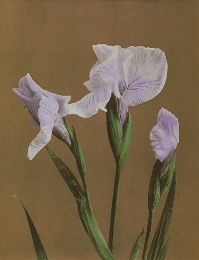 Iris Kaempfer, 1896 da Kazumasa Ogawa