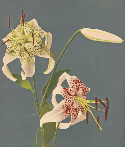 Gigli, 1897 da Kazumasa Ogawa