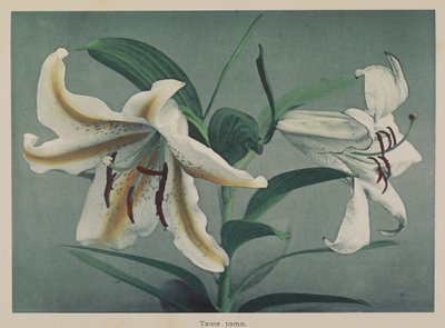 Giglio da Kazumasa Ogawa
