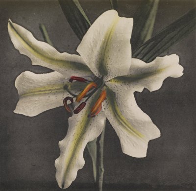 Giglio, 1896 da Kazumasa Ogawa