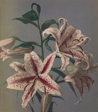 Giglio, 1896 da Kazumasa Ogawa