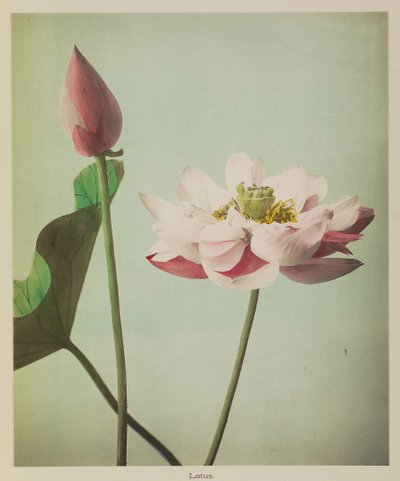 Loto da Kazumasa Ogawa