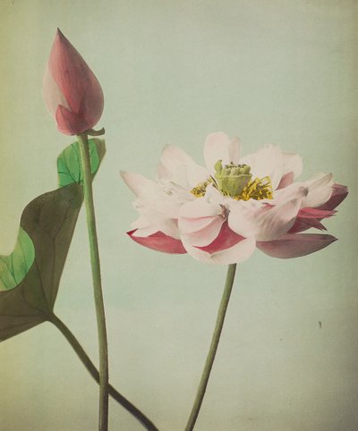 Loto, 1896 da Kazumasa Ogawa