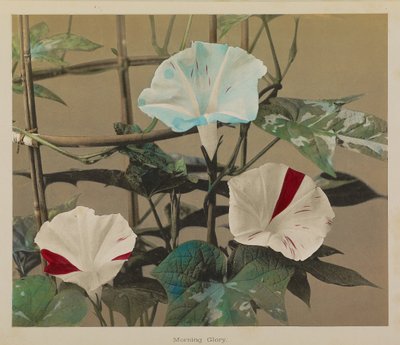 Gloria del mattino da Kazumasa Ogawa