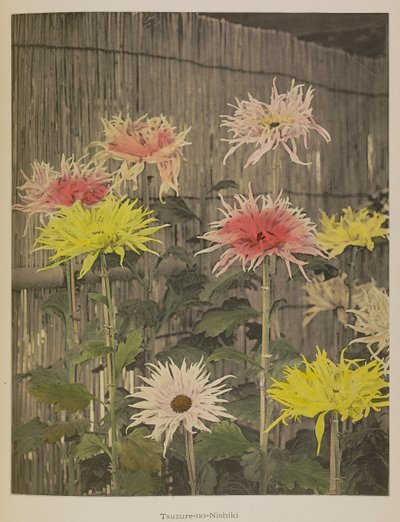 Tsuzure-no-Nishiki da Kazumasa Ogawa