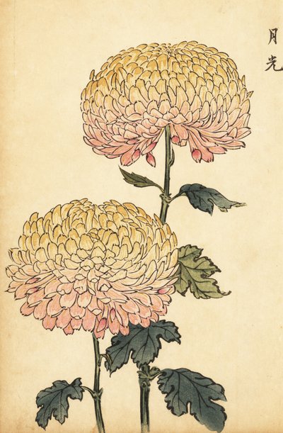 Crisantemo ibrido oro e rosa pompon (incisione) da Keika Hasegawa