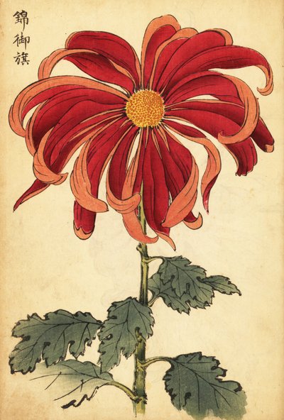Crisantemo ibrido scarlatto e rosa (incisione) da Keika Hasegawa