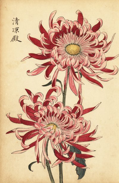 Crisantemo ibrido variegato rosa e scarlatto (incisione) da Keika Hasegawa