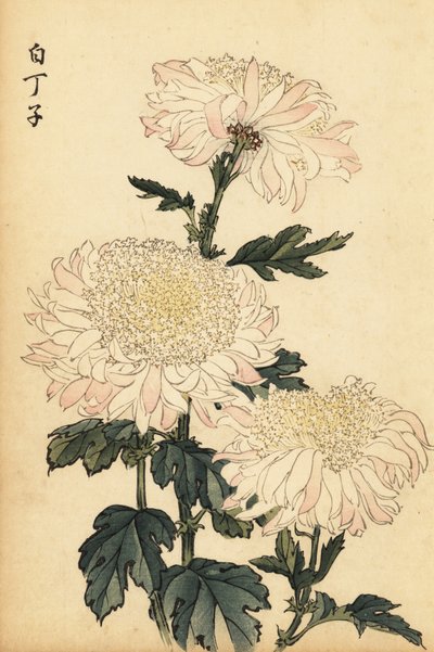 Crisantemo ibrido bianco e rosa (incisione) da Keika Hasegawa