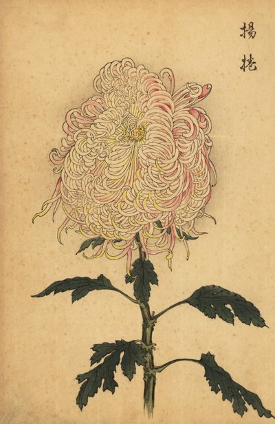 Crisantemo ibrido bianco e rosa, 1893 da Keika Hasegawa
