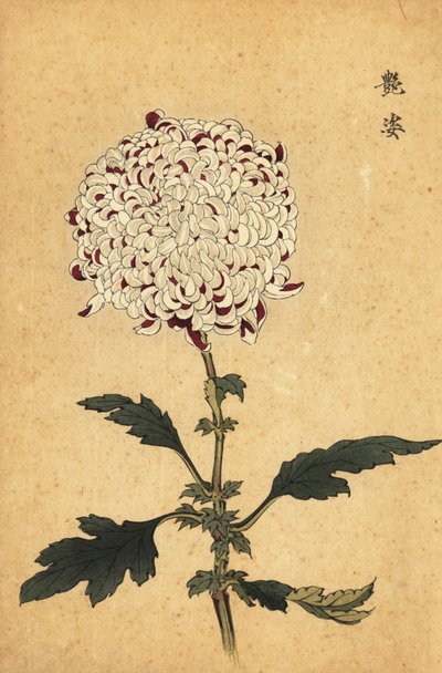 Crisantemo ibrido bianco e viola pompon (incisione) da Keika Hasegawa