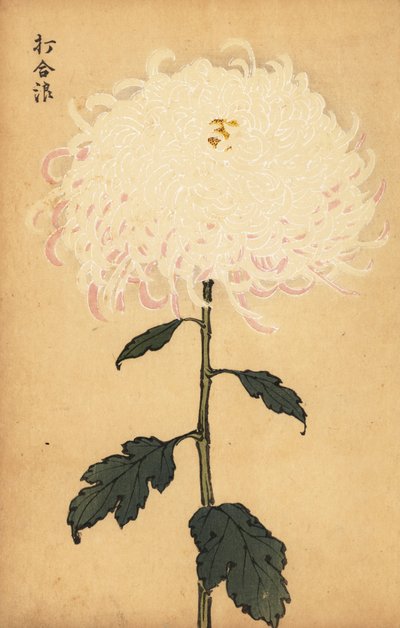 Crisantemo bianco ibrido (incisione) da Keika Hasegawa