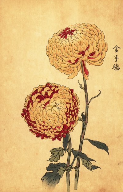 Crisantemo ibrido giallo e scarlatto pompon, 1893 (incisione) da Keika Hasegawa