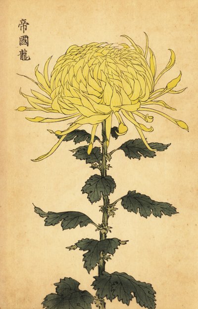 Crisantemo giallo ibrido da Keika Hasegawa
