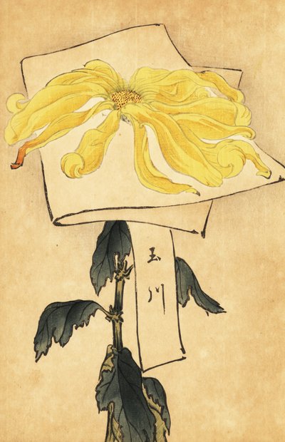 Crisantemo giallo ibrido, Chrysanthemum indicum (incisione) da Keika Hasegawa