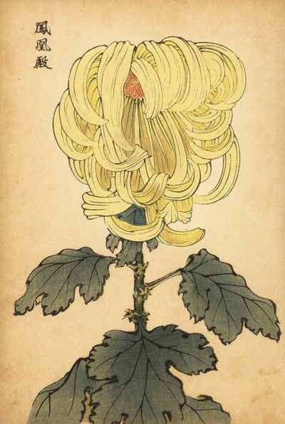 Crisantemo ibrido giallo incurvato, 1893 da Keika Hasegawa