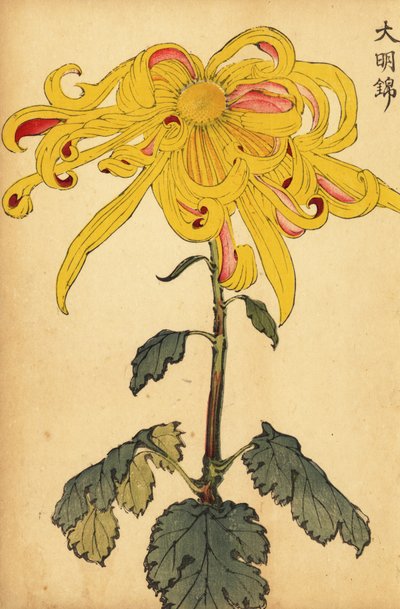 Crisantemo ibrido giallo irregolare (incisione) da Keika Hasegawa