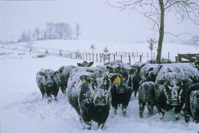 Bovini, Contea di Fauquier, VA, inverno, neve, 2006 (foto) da Kenneth Garrett