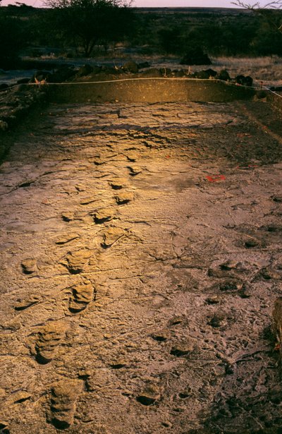 I primi passi, impronte in cenere vulcanica umida, scoperte nel 2008 da Kenneth Garrett