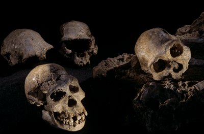 Quattro crani da Dmanisi, Dmanisi, Georgia, sito di Homo Erectus da Kenneth Garrett