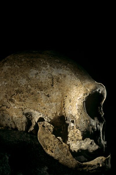 Cranio di Homo erectus, sdentato, Dmanisi, Georgia, sito di Homo Erectus da Kenneth Garrett