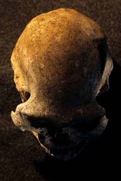 Cranio di Homo erectus, sdentato, Dmanisi, Georgia, sito di Homo Erectus da Kenneth Garrett