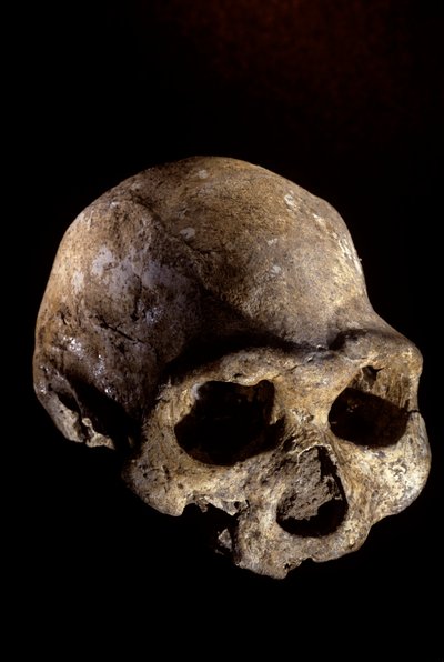 Cranio di Homo erectus, sdentato, Dmanisi, Georgia, sito di Homo Erectus da Kenneth Garrett