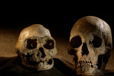 Teschio di Homo erectus, senza denti, e teschio umano moderno, Dmanisi da Kenneth Garrett