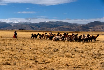 Carovana di sale di lama, Imperi del Sole; Bolivia; popoli nativi; Ande; Tiwanaku, 2002 da Kenneth Garrett