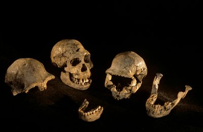 Teschi e mandibole da Dmanisi, Dmanisi, Georgia, sito di Homo Erectus da Kenneth Garrett