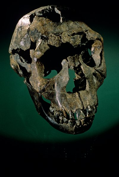 Ragazzo di Turkana, Kenya, Ovest Turkana, Lago Turkana, KNMER-WT15000, H. erectus, Nariokotome, 2008 (foto) da Kenneth Garrett