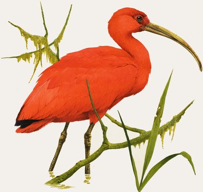 I per Ibis da Kenneth Lilly