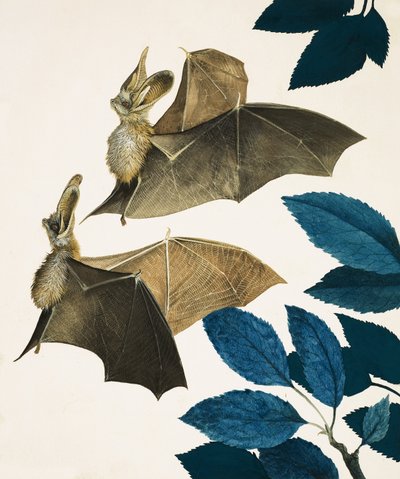 Il pipistrello dalle orecchie lunghe da Kenneth Lilly