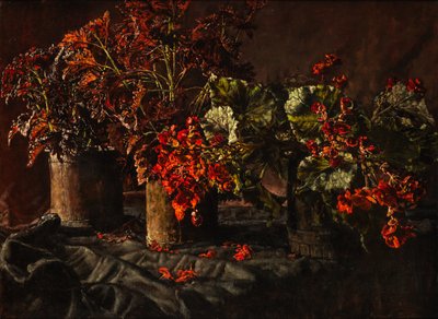 Begonie da Kenneth Newton