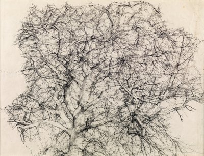Studio di un albero da Kenneth Newton