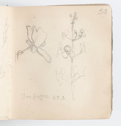 Pagina di taccuino: schizzo di fiore da Kenyon Cox