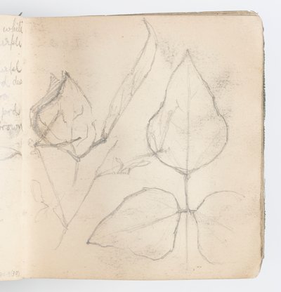 Pagina di taccuino: Studio di foglie da Kenyon Cox